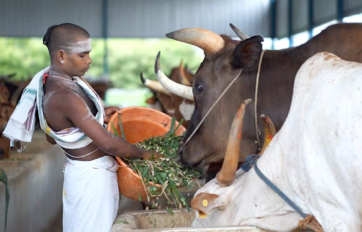 gau-daan